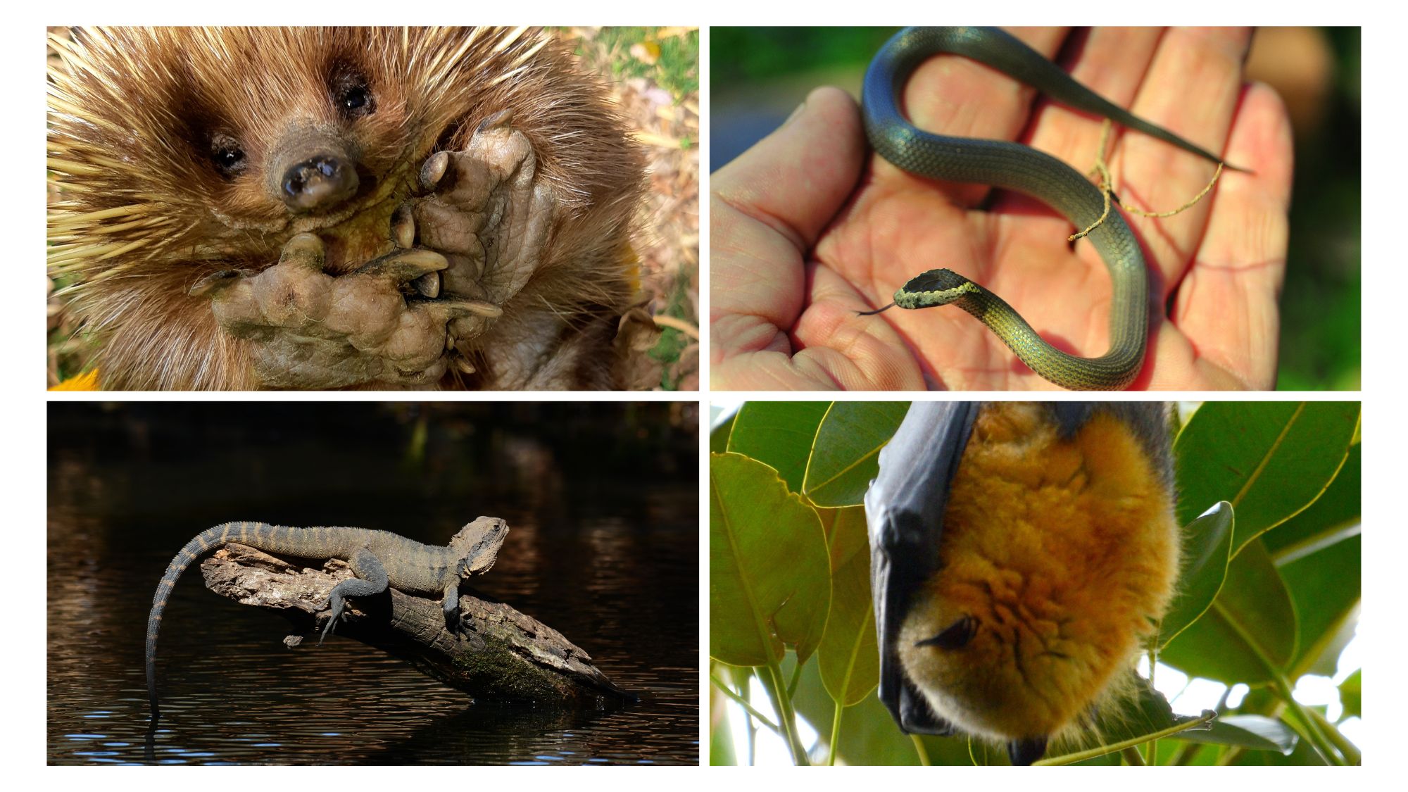 Diverse fauna at UOW campus_snakes echidna