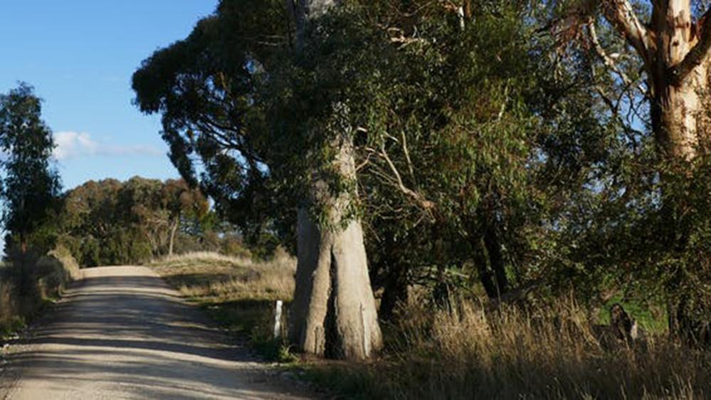 tree has a large scar, and an Aboriginal stone tool is still lodged in the scar regrowth