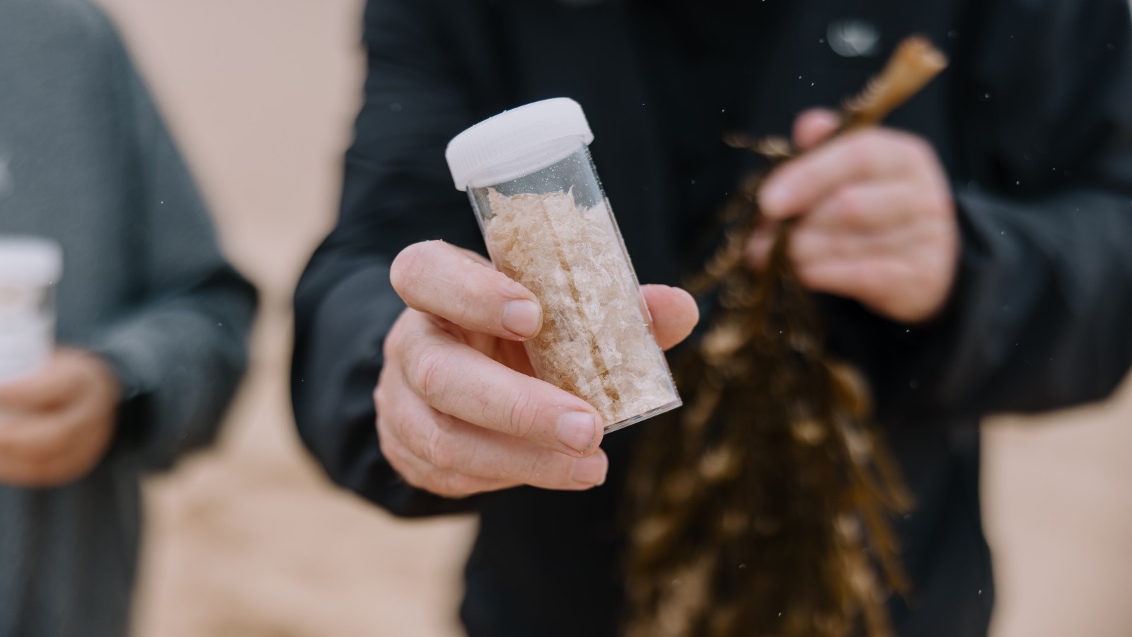 A hand holding some seaweed matter in a science container, with seaweed in the background