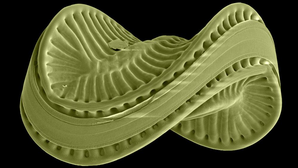 Colorized scanning electron microscope image of the endemic diatom species Scoliodiscus glaber from Lake Ohrid. Size of the silica shell 0.1 mm (Photo credit: Z. Levkov).