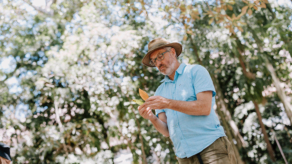 Man in a blue shirt and a straw hat looking at two leaves he is holding in his hands