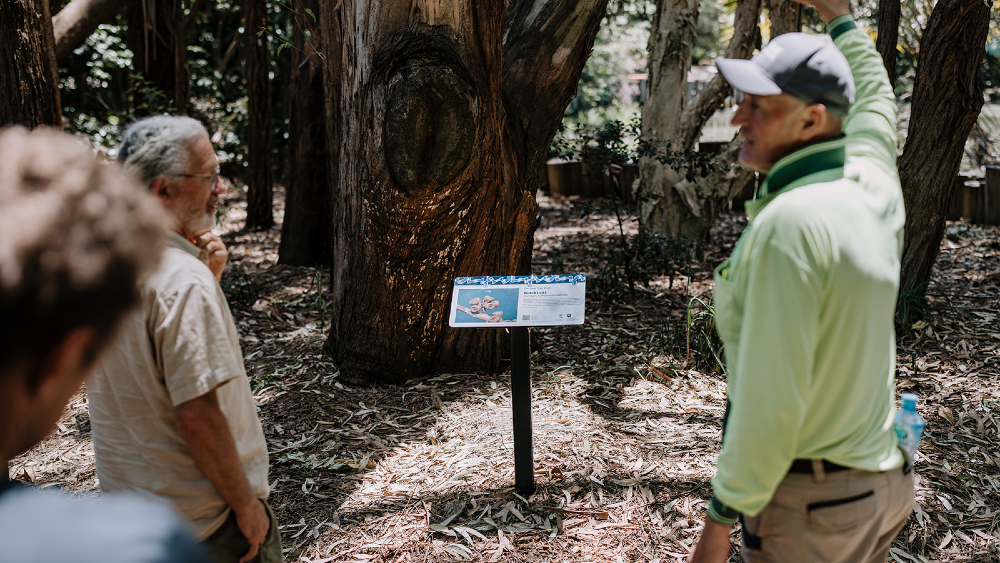 The back of two men who are looking at a Blackbutt tree and its sign on the campus tree walk
