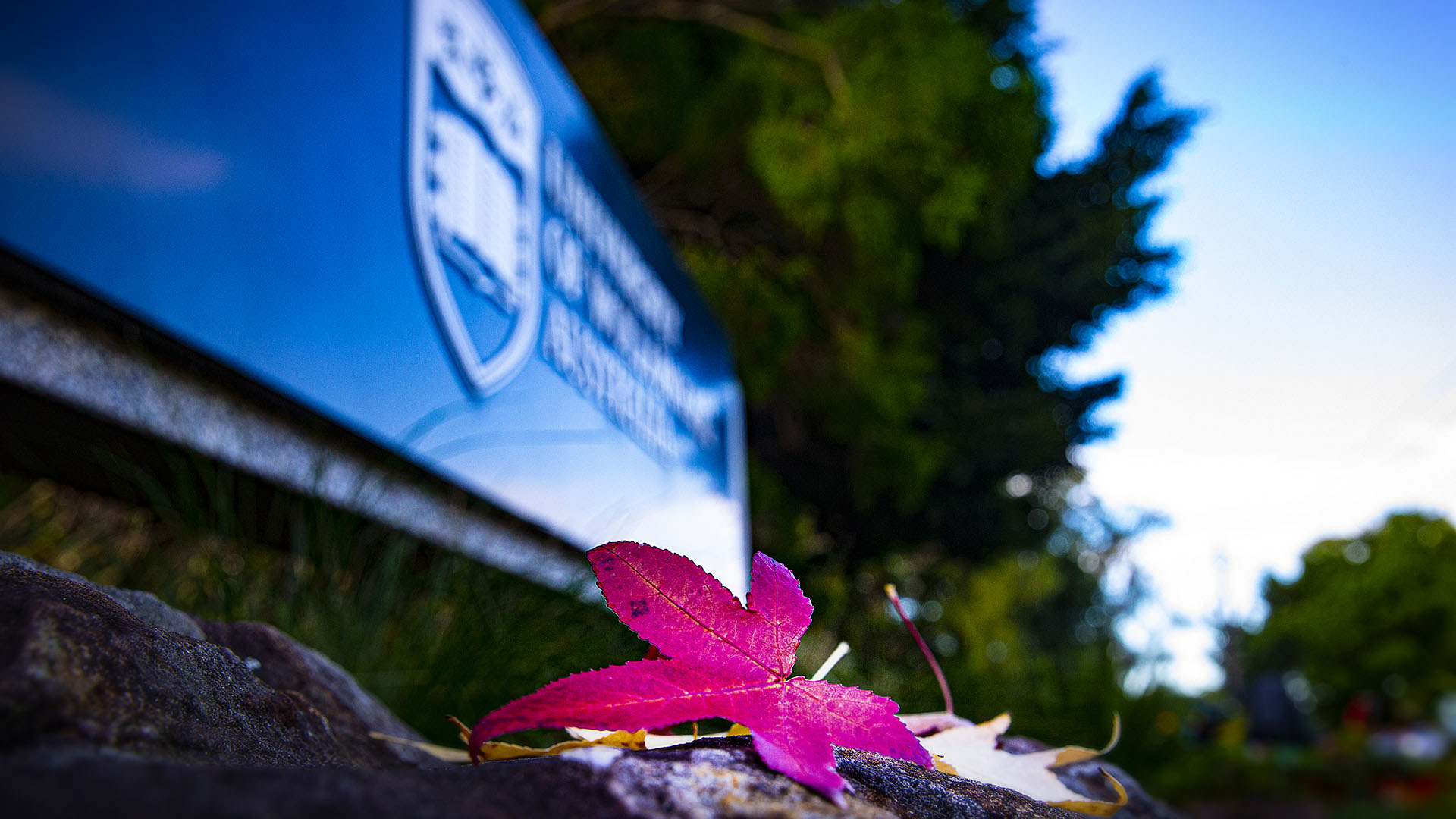 Autumn leaf in front of UOW sign