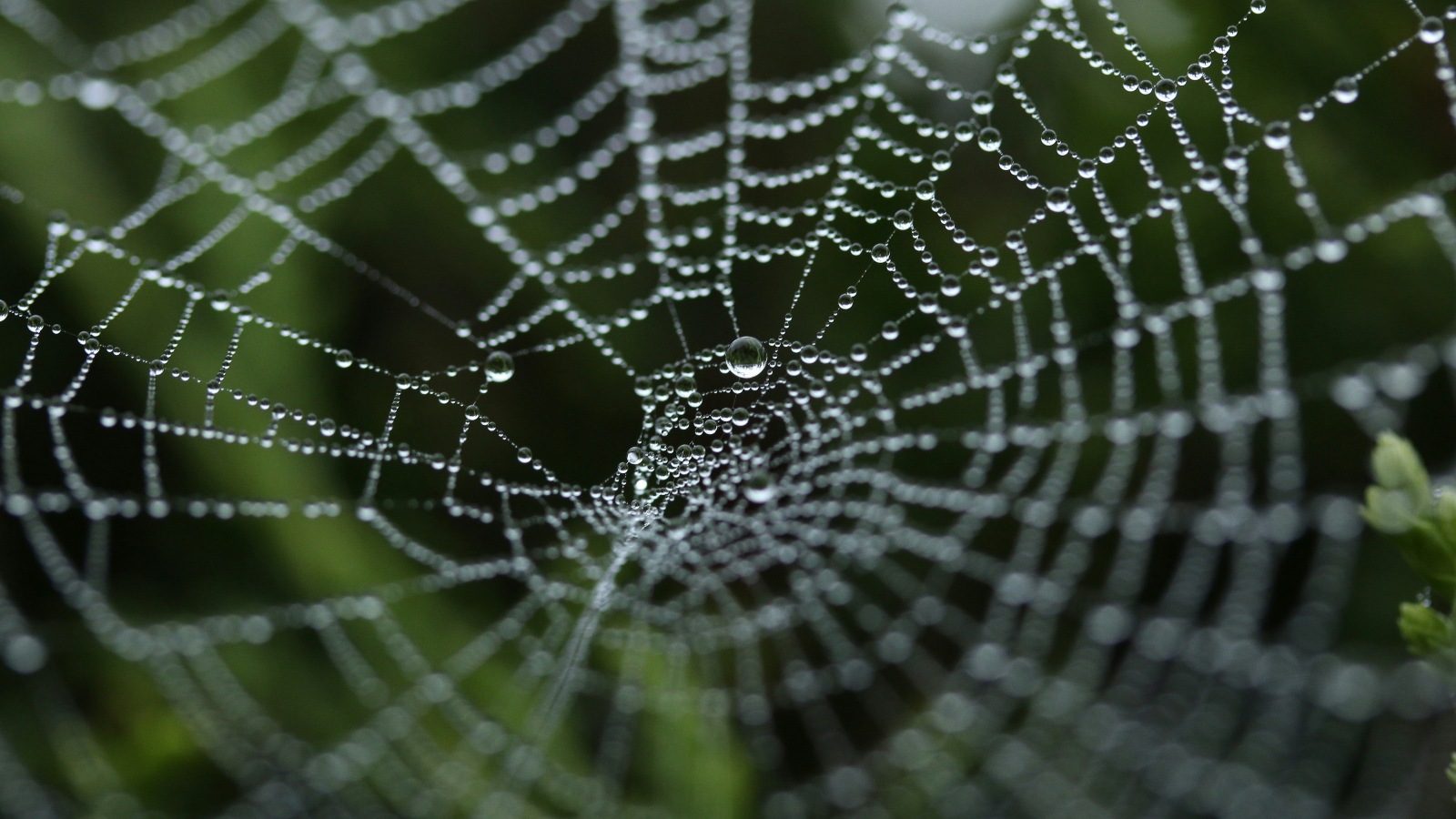 Photo of green, grey, morning, and spider web with dew in Golcar, United Kingdom. Credit: Unsplash, Michael Podger.