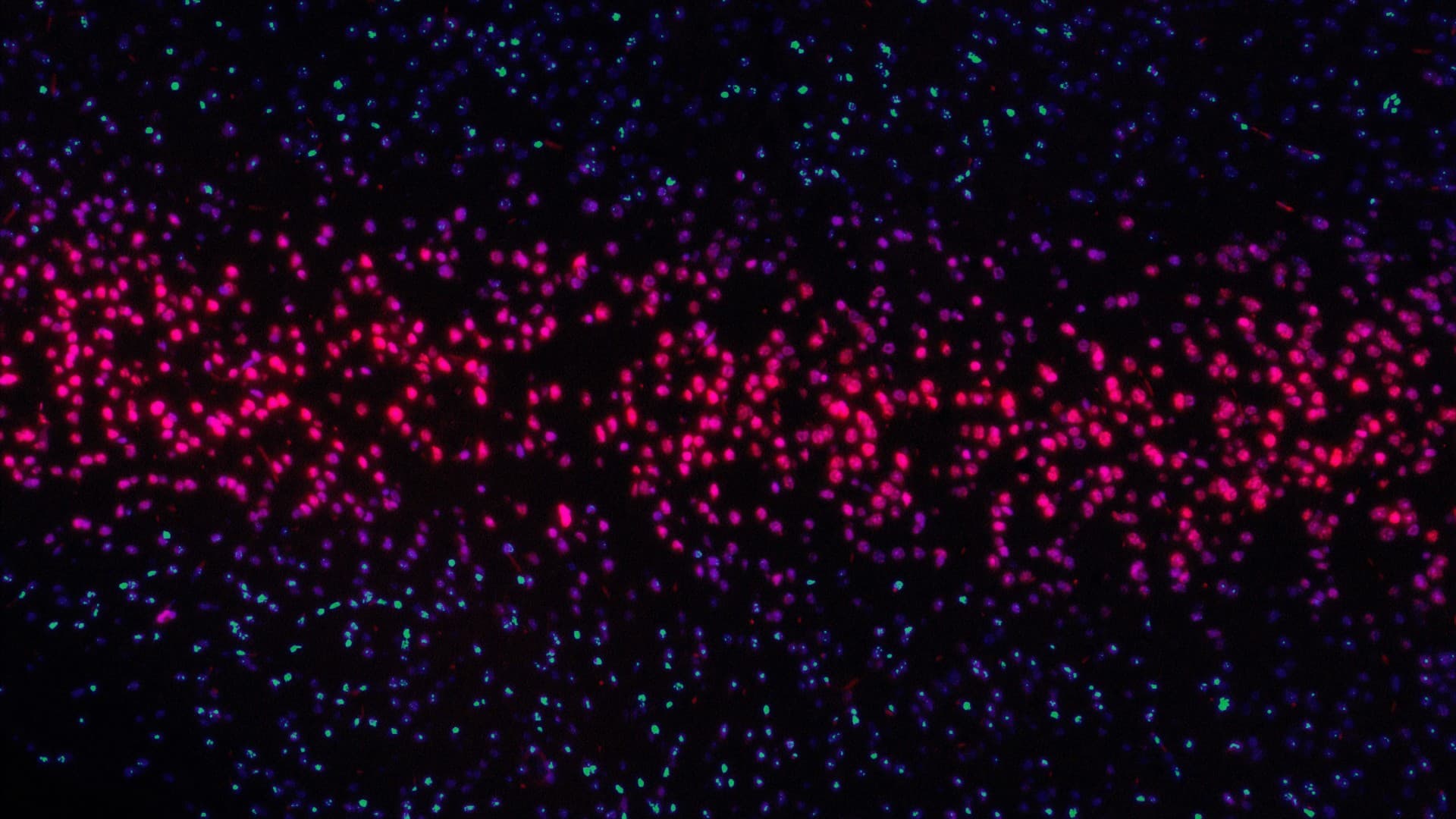 A collage of colourful dots in pink, green and blue against a black background. Photo: Unsplash