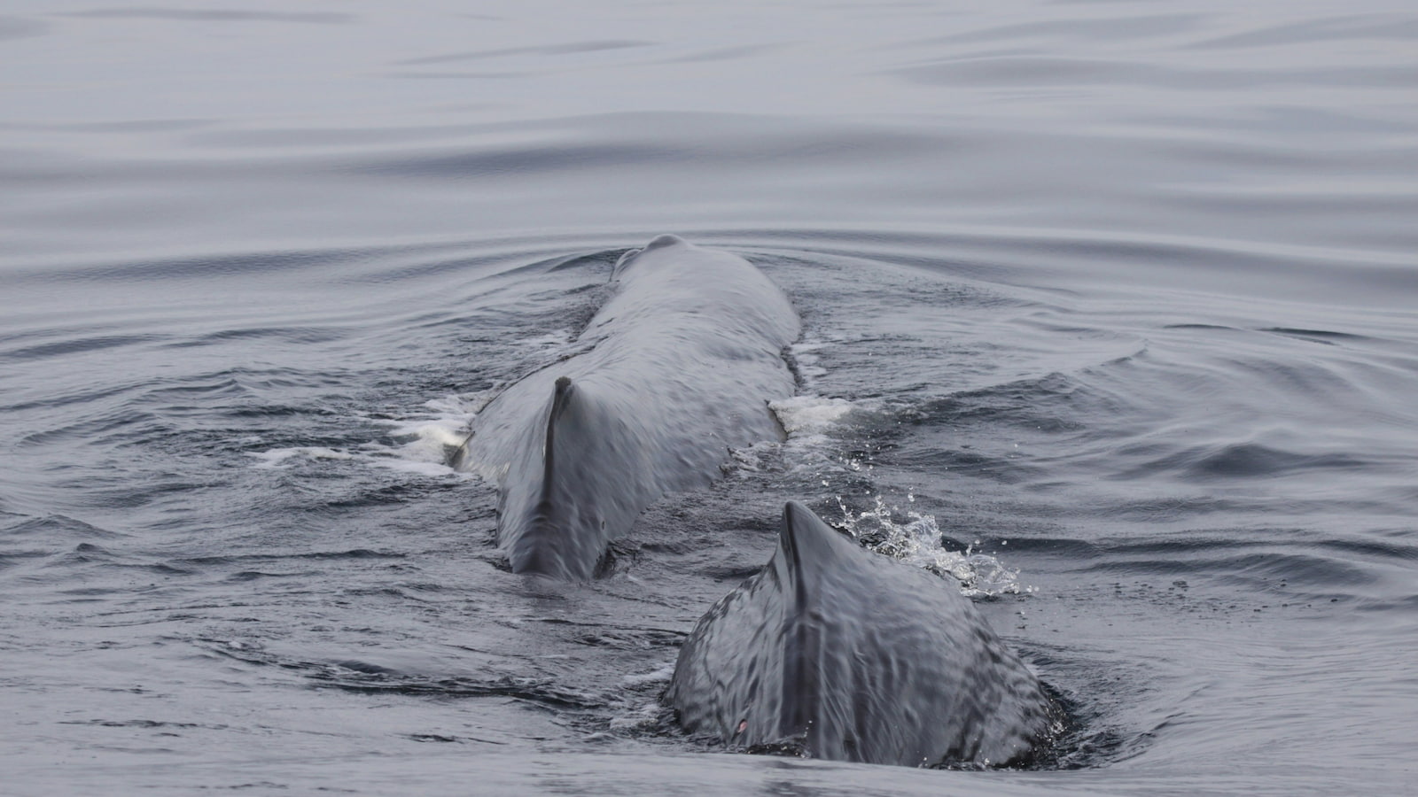 Two sperm whales swim through gray waters. Photo: NOAA/Unsplas