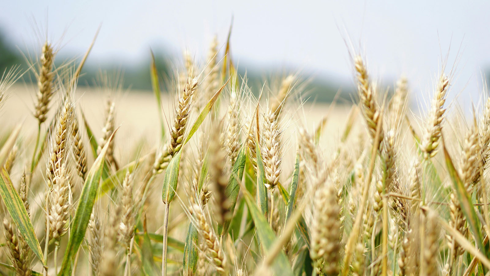 Close up of wheat in a field