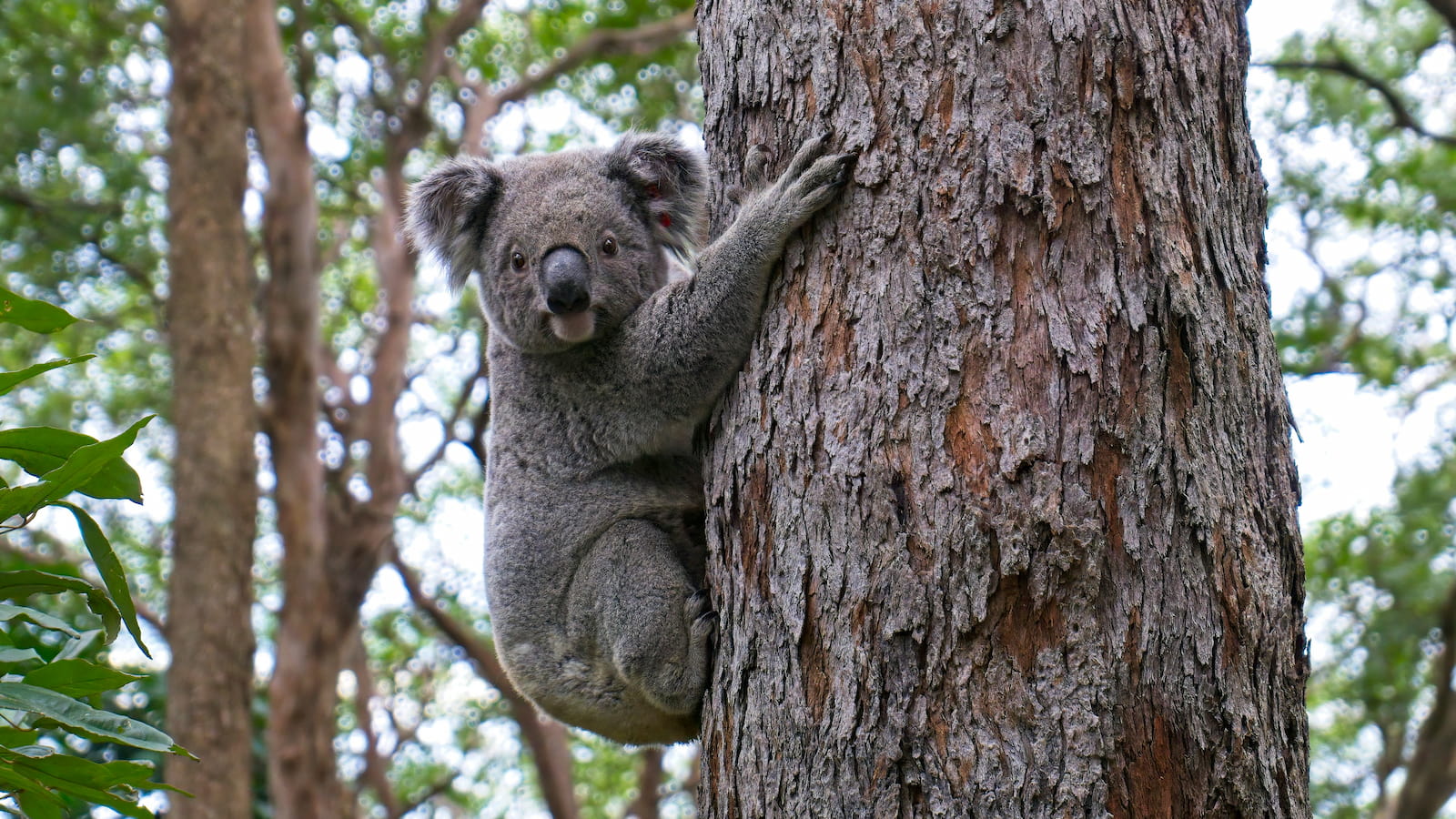 A koala holds on to the trunk of a gum tree in a bush setting. Photo: Steve Franklin/Unsplash